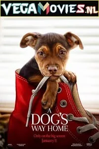 A Dogs Way Home (2019) Dual Audio {Hindi-English} 480p - 720p - 1080p poster