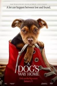 A Dog’s Way Home (2019) Dual Audio {Hindi-English} 480p - 720p - 1080p poster