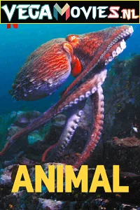 Netflix Animal (Season 1-2) Dual Audio {Hindi-English} 480p - 720p HDRip poster