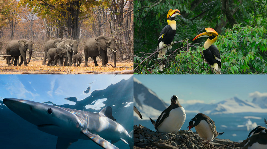 Our Planet (Season 1 – 2) Complete Netflix Original Dual Audio {Hindi-English} WEB Series 480p - 720p - 1080p WEB-DL screenshot