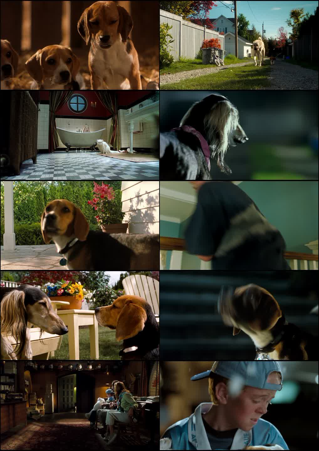 Cats & Dogs (2001) screenshot