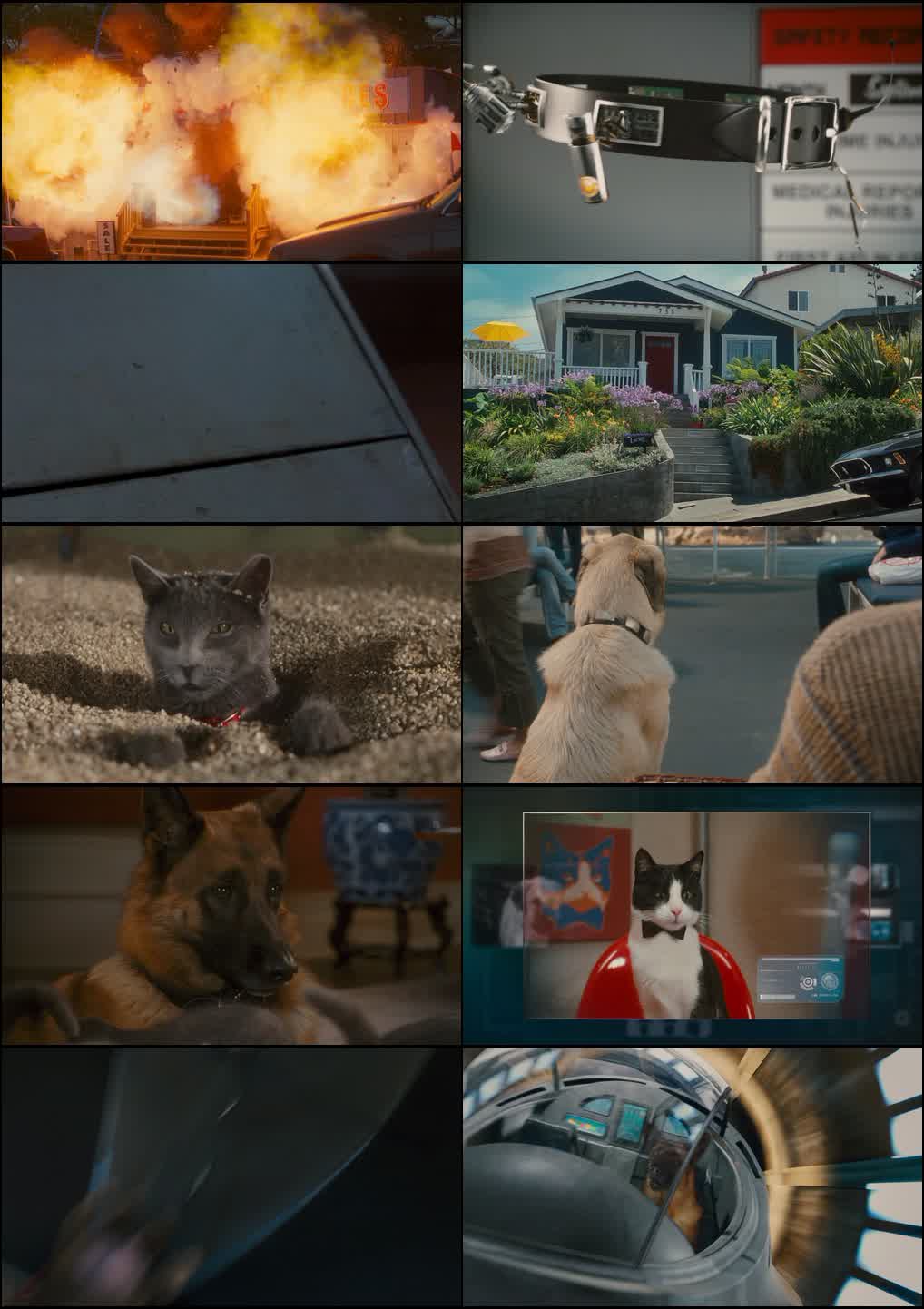 Cats & Dogs: The Revenge of Kitty Galore (2010) screenshot